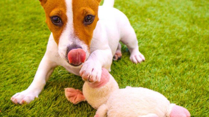 why does my dog lick his toys so much