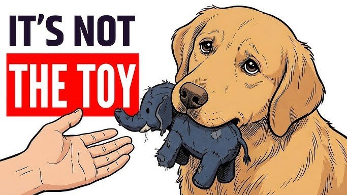 why does my dog not like toys