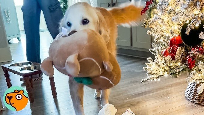 why does my dog take all her toys outside