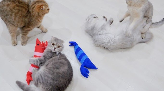 why do cats like kicker toys