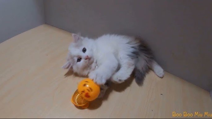 why do cats love spring toys