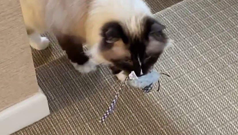 why do cats meow with toys in their mouth