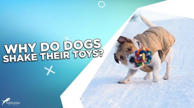 why do dogs lick their toys after biting them