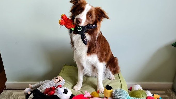 why do dogs like toys so much