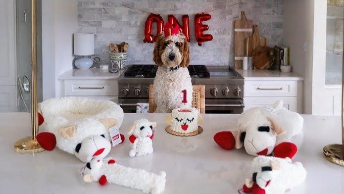why do dogs love lamb chop toys