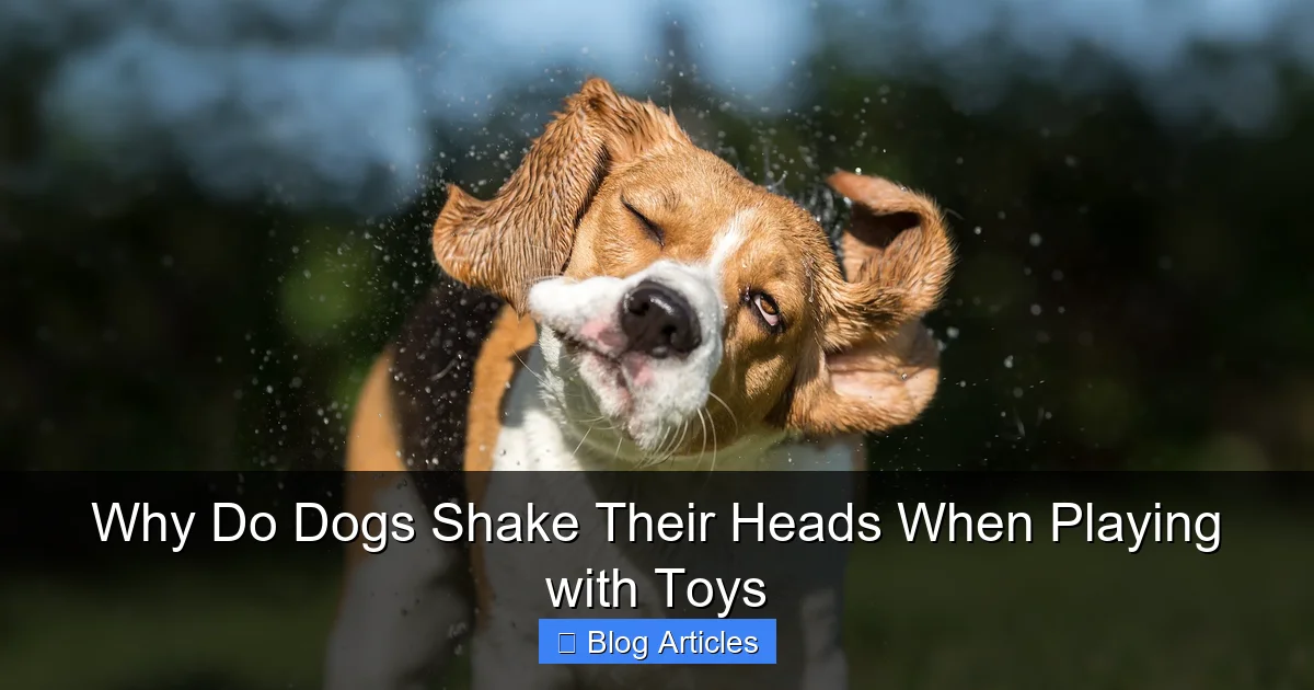 Why Do Dogs Shake Their Heads When Playing with Toys