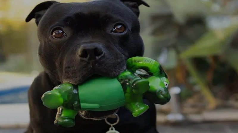 why do dogs shake their heads when playing with toys