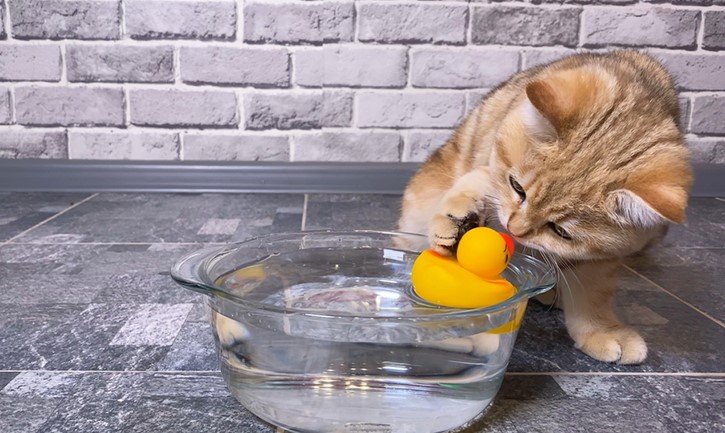 why does my cat drop toys in water