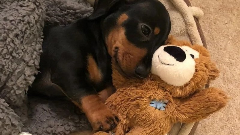 why does my dog bring his toys to my bed