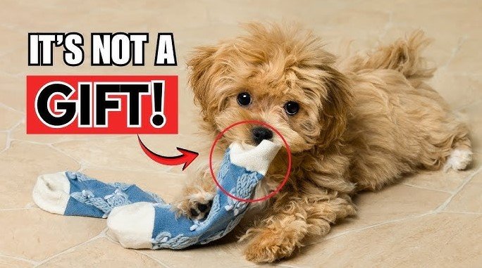 why does my dog carry a toy around