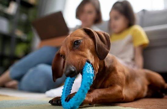 why does my dog chew his toy on me