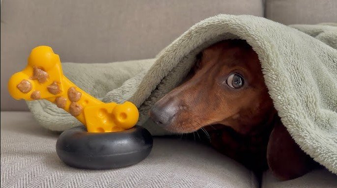 why does my dog eat his toys
