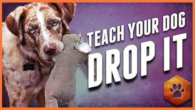 how to teach dog to pick up toys